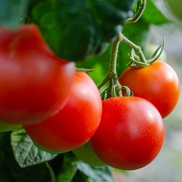 tomatoes, fresh, bush